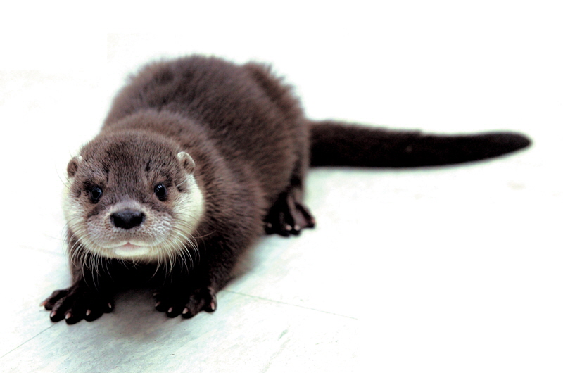 Otter