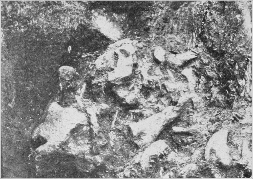 Black and white image of dinosaur fossils embedded in a rocky matrix. Bones are scattered, partially exposed, conveying a sense of ancient history.