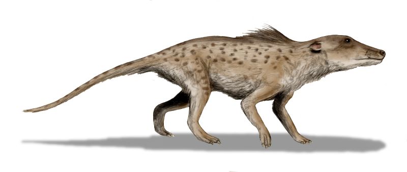 Pakicetus inachus, a whale ancestor from the Early Eocene of Pakistan, after Nummelai et al., (2006), pencil drawing, digital coloring