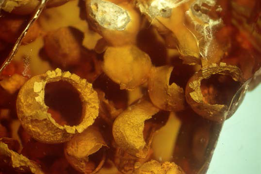 Sporophores of the gasteroid fungus, Palaeogaster micromorpha, in Burmese amber