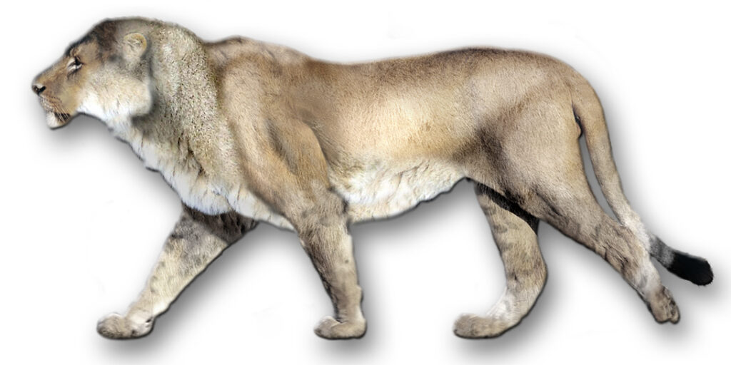 Reconstructed image of a saber-toothed lion with smooth fur and long limbs, walking against a white background. It conveys a sense of strength and ancient majesty.