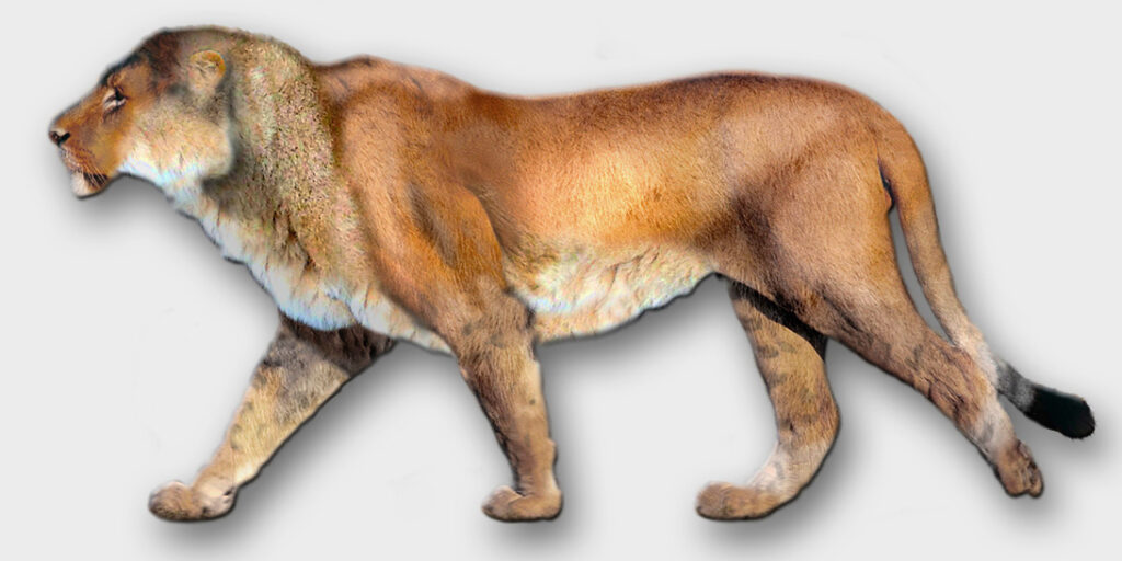 A digitally rendered prehistoric lion, with a muscular build and tawny fur, walks on a plain white background. The image conveys strength and grace.