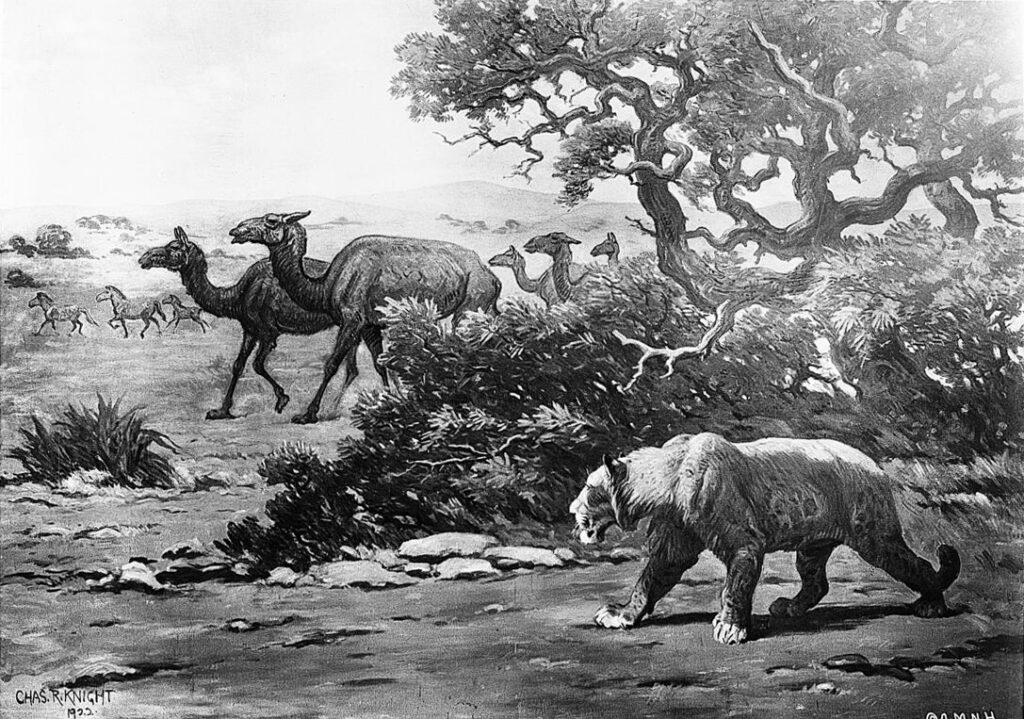 Illustration of an ancient landscape with a saber-toothed lion prowling in the foreground. In the background, a herd of prehistoric camels walks near a tree, with a wide open plain stretching towards distant hills. The scene conveys a sense of primal wilderness.