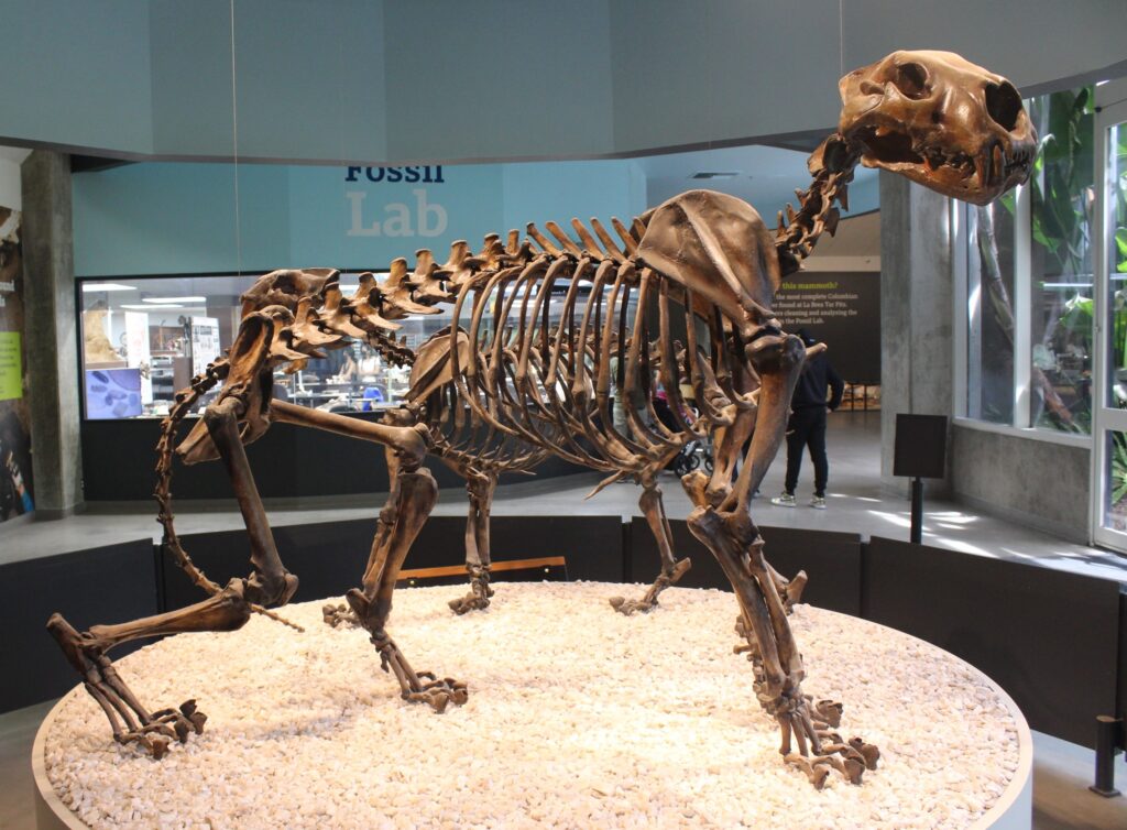 Skeleton of a large prehistoric mammal displayed in a museum, standing on a bed of white stones.