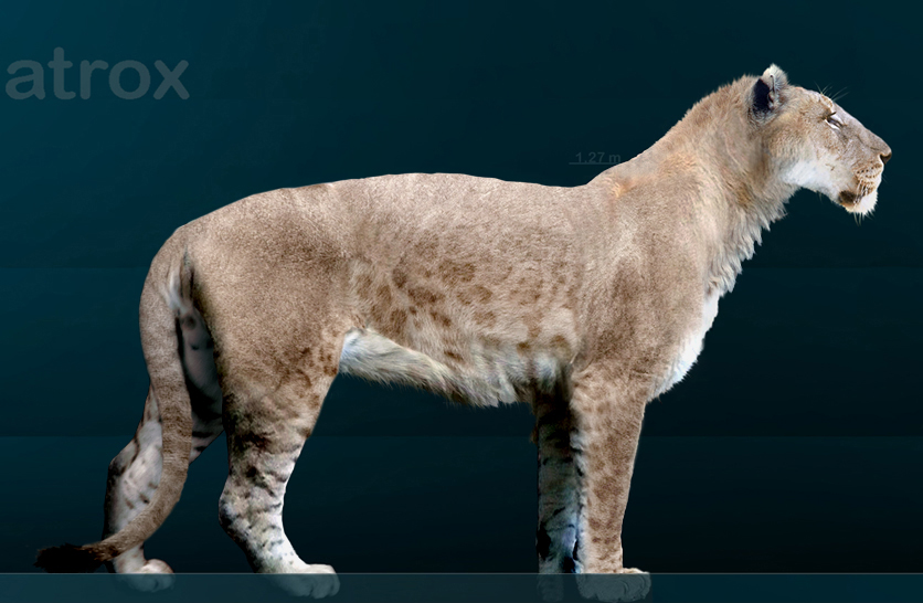 Side view of a large, prehistoric feline with a tan, slightly speckled coat standing against a dark teal background. The animal exudes strength and grace.