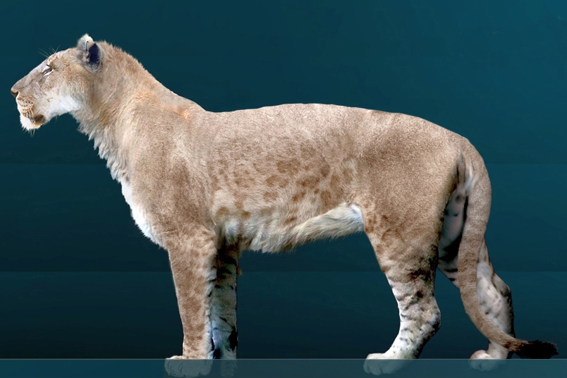 A digitally created saber-toothed lion with light brown fur, faint spots, and a short mane, shown in profile on a dark teal background.