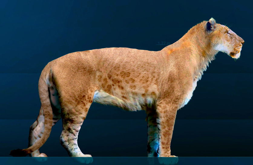 A saber-toothed tiger stands in profile against a dark blue background. Its muscular build and large, curved canines are prominent, conveying a sense of power.