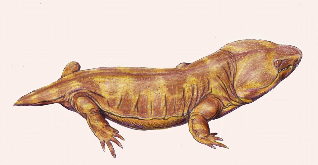 Illustration of a prehistoric amphibian with a muscular, elongated body and short limbs. The skin is textured with shades of brown and tan.
