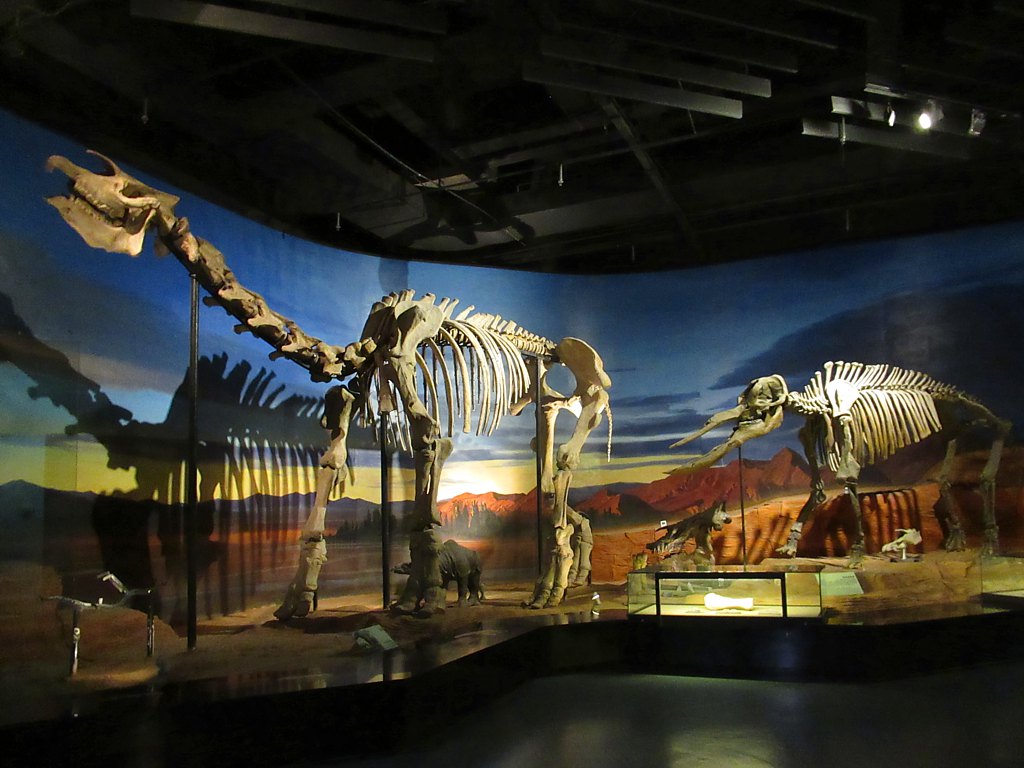 Skeletons of two large dinosaurs are displayed in a museum exhibit, set against a mural of a desert landscape at sunset, casting dramatic shadows.