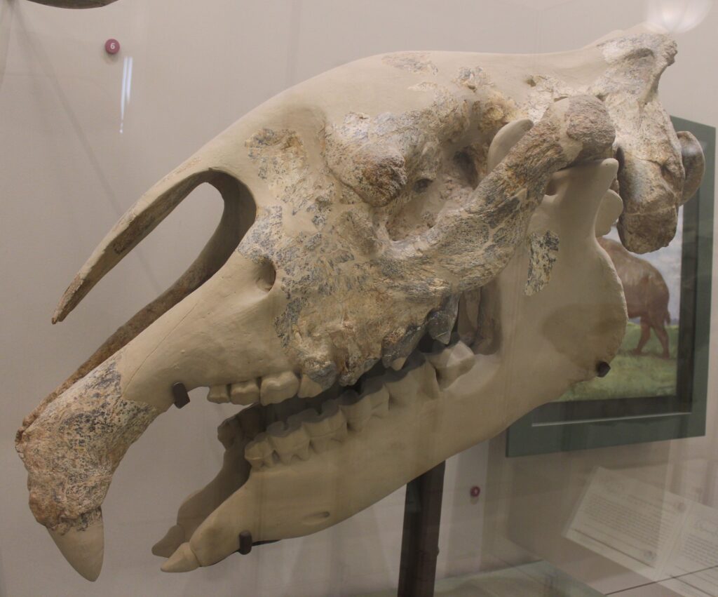 Side view of a large prehistoric animal skull displayed in a museum, showcasing prominent teeth and textured fossilized surface, suggesting ancient life.