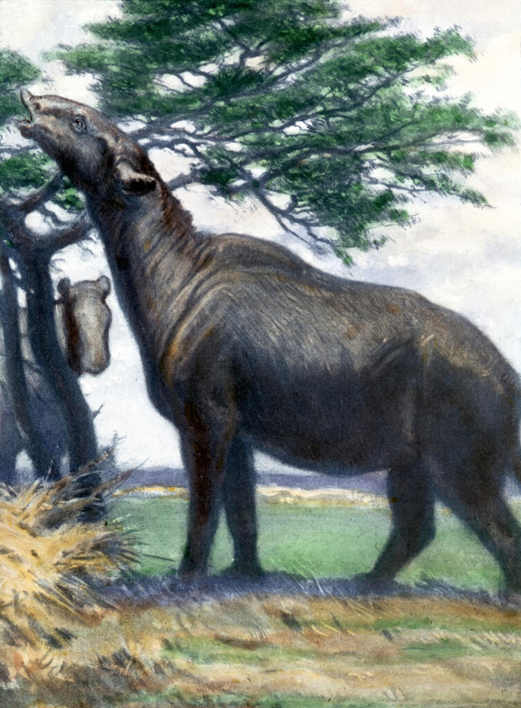 Illustration of a Paraceratherium, a large prehistoric mammal, reaching for tree branches. Lush greenery and a serene backdrop create a peaceful tone.