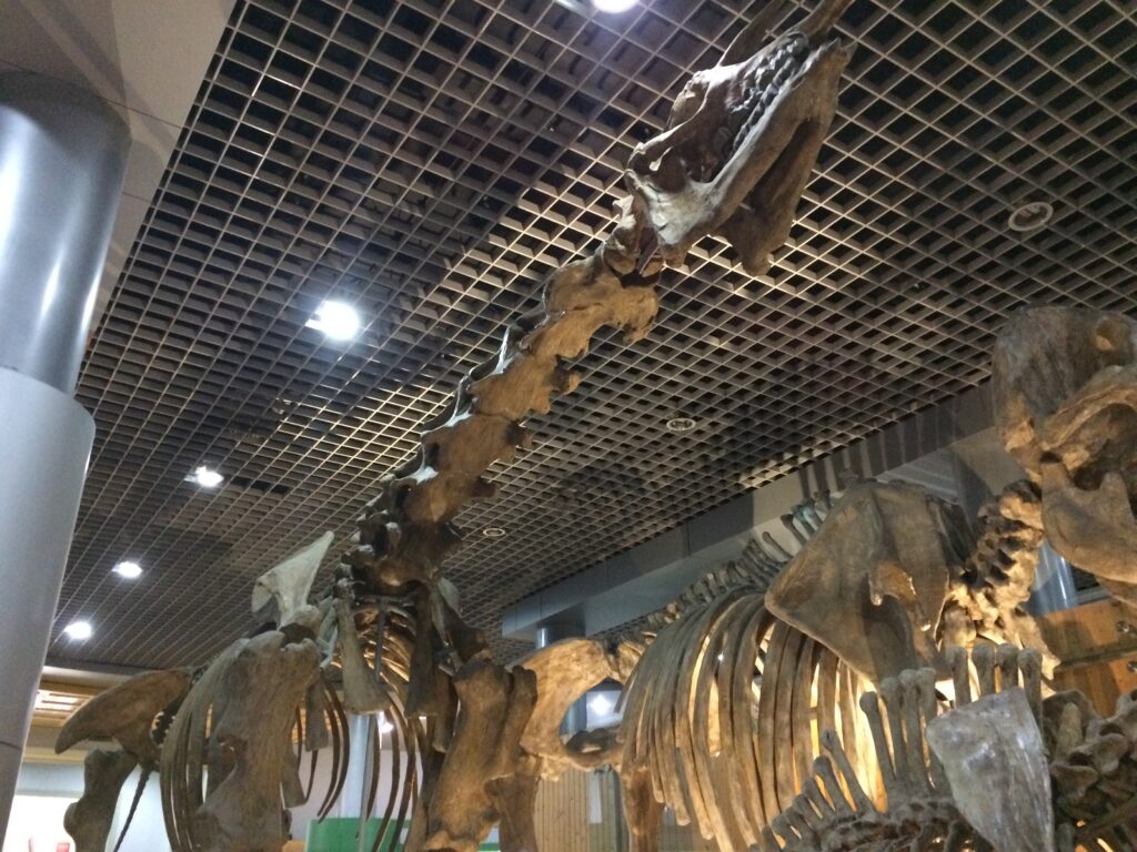 Dinosaur skeleton exhibit in a museum. Features a long neck and ribcage under grid-like ceiling lights, creating an awe-inspiring atmosphere.