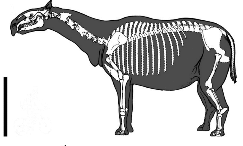 Illustration of Paraceratherium, an extinct hornless rhino, side view. Its skeletal structure is visible within a shaded body outline, conveying a prehistoric theme.