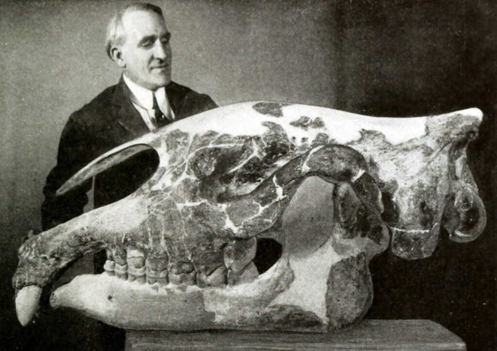 A man in a suit stands beside a large, ancient mammal skull displayed on a wooden surface. The scene conveys curiosity and historical interest.