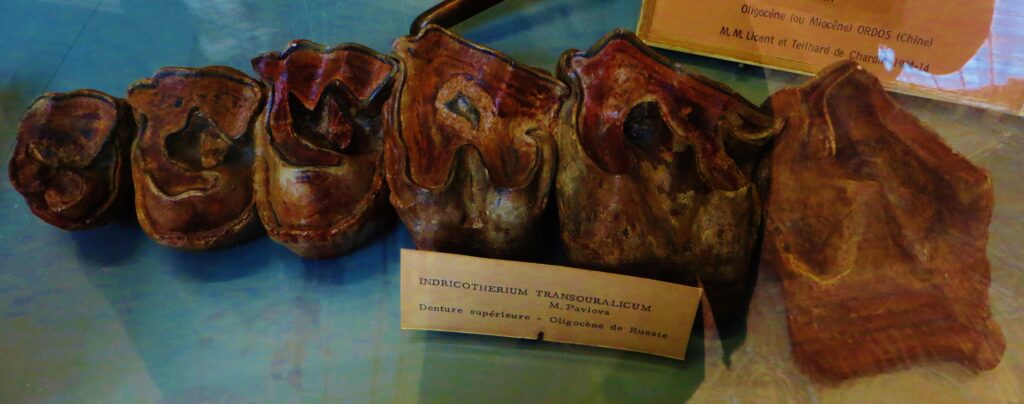 Close-up of a fossilized set of large teeth labeled "Indricotherium transouralicum," brown and textured, displayed on a blue surface.