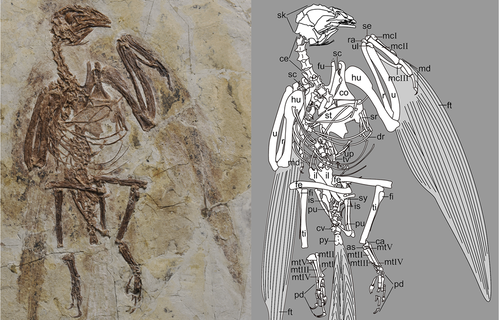Revolution of Early Bird Fossils