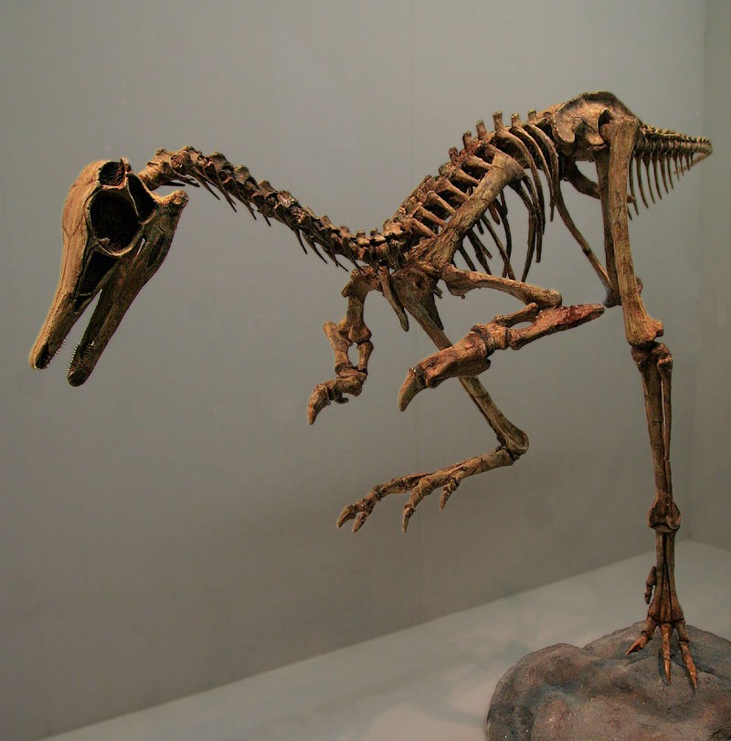 Dinosaur skeleton displayed in a museum exhibit. It has a long neck, beak-like snout, and claws, posed dynamically on a rocky base.
