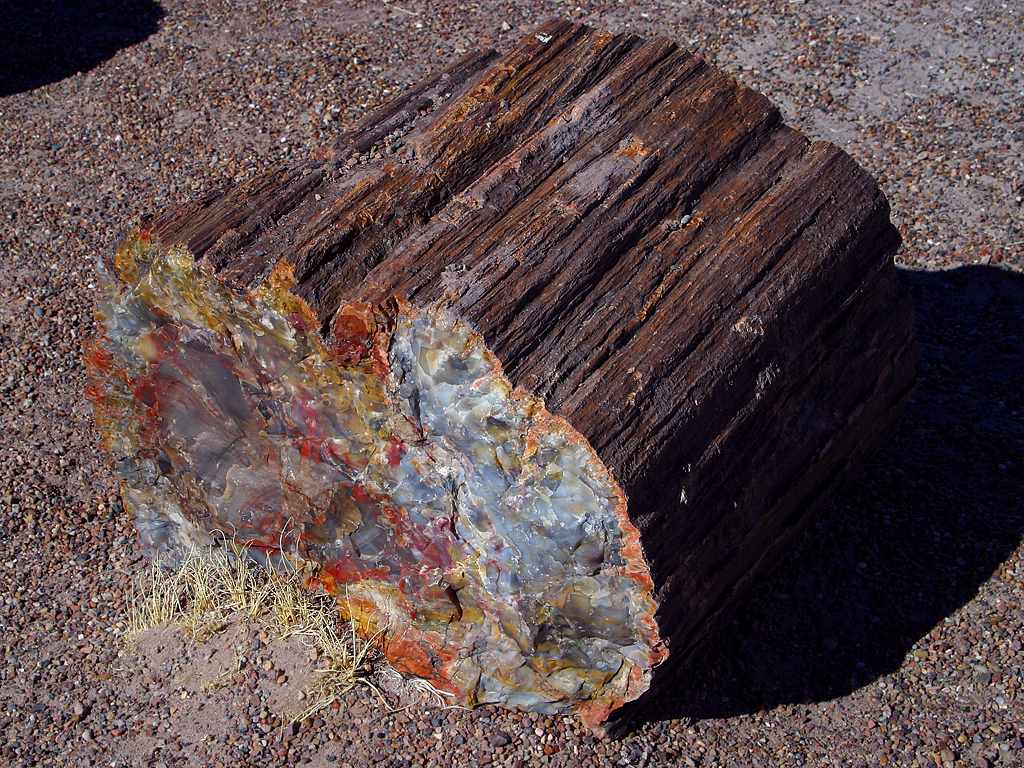 Close-up of a large, colorful petrified log on rocky ground. The log's surface is rough and dark brown with a vibrant, multicolored polished end.