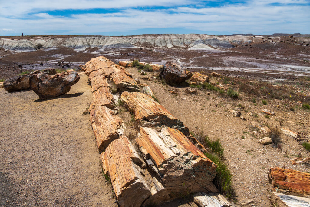 Petrified logs lie scattered on a sandy desert landscape under a blue sky. Eroded hills in the background add depth to the arid, timeless scene.