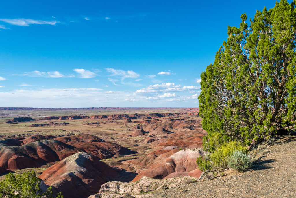 A vast desert landscape with rolling red hills under a clear blue sky. Green trees frame the right side, conveying a sense of openness and tranquility.