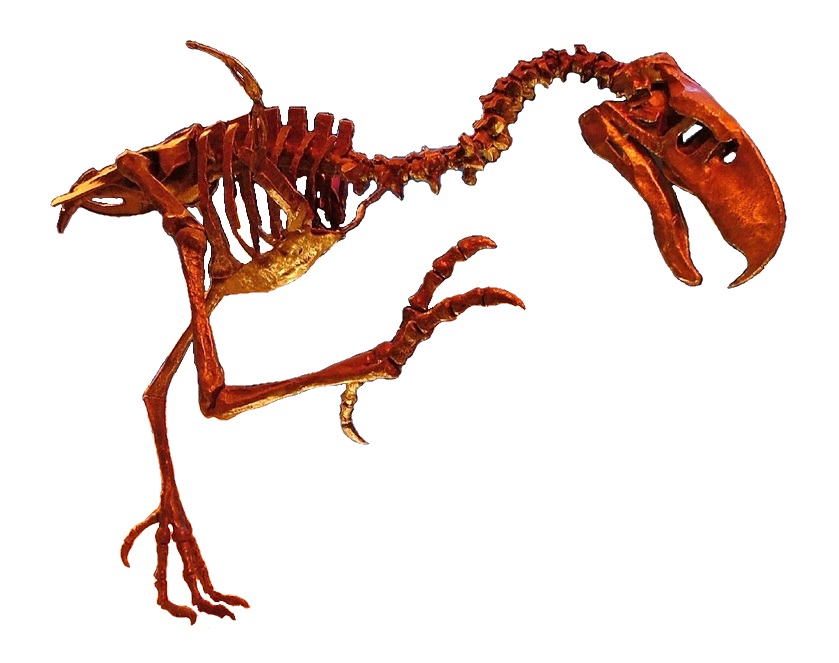 Phorusrhacid skeleton white background