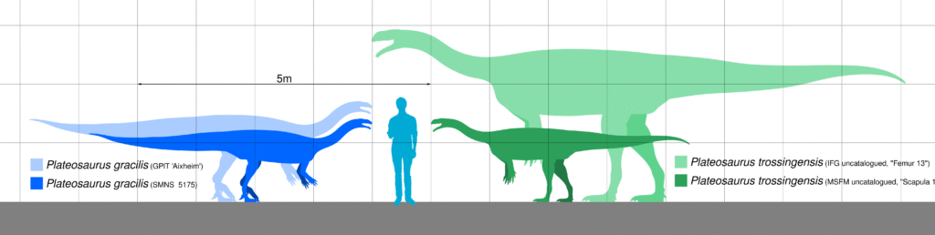 Silhouettes of two Plateosaurus species compared to a human figure. Two smaller blue dinosaurs are in front, two larger green ones behind. A 5m scale is shown.