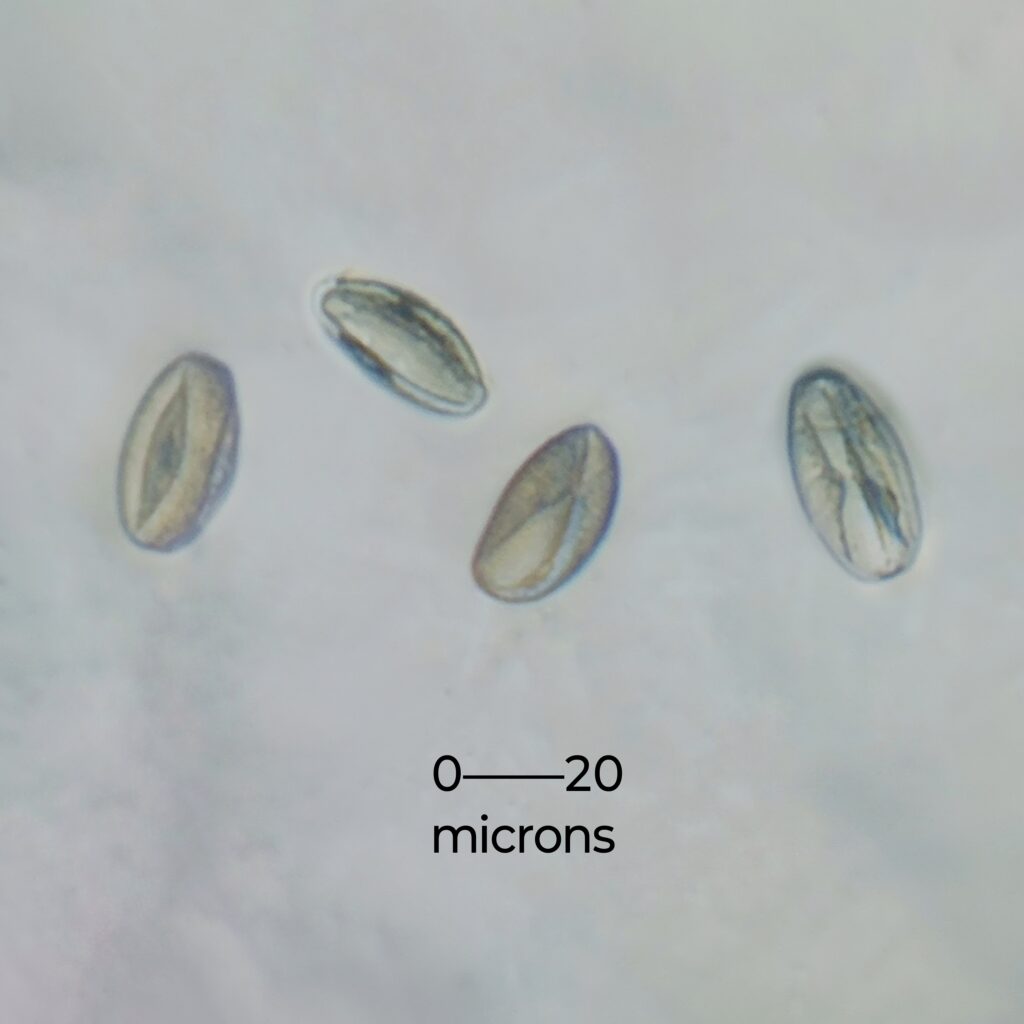 Four oval-shaped, translucent pollen grains are scattered on a pale background. A scale indicates their size as 0-20 microns. The image conveys a detailed, scientific tone.