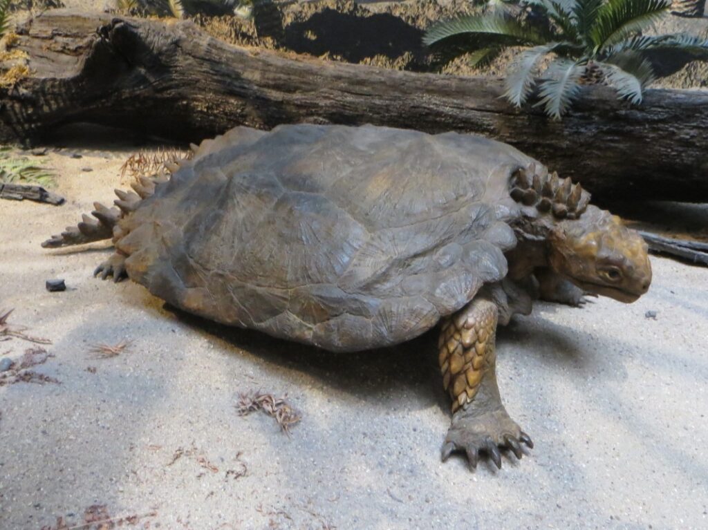 A fossilized prehistoric turtle with a textured shell and spiky tail is displayed on a sandy surface, surrounded by logs and ferns, creating a naturalistic scene.