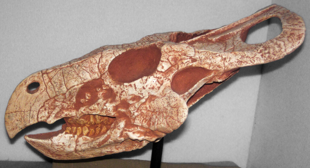 Dinosaur skull fossil on display with rough, textured surface, prominent beak, and large eye sockets, conveying a sense of ancient history.