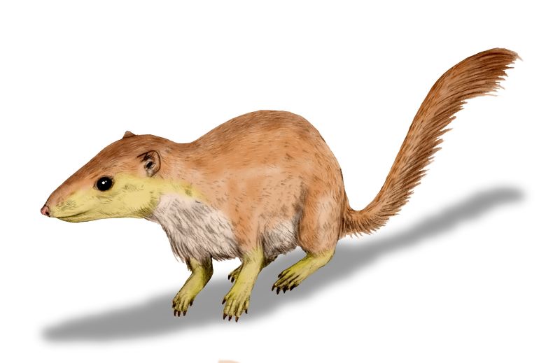 Illustration of Purgatorius, an extinct small mammal, with reddish-brown fur, long tail, and pointed snout, set against a white background.