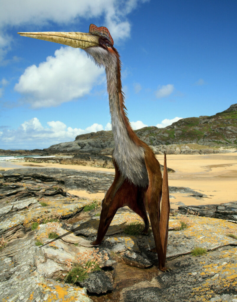 A tall, feathered Quetzalcoatlus stands on a rocky beach under a bright blue sky with scattered clouds. It has a long beak and neck, evoking a prehistoric setting.