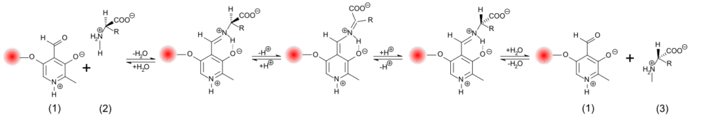 Chemical reaction diagram showing a process with six structures connected by arrows. Red circles highlight specific areas in each structure.