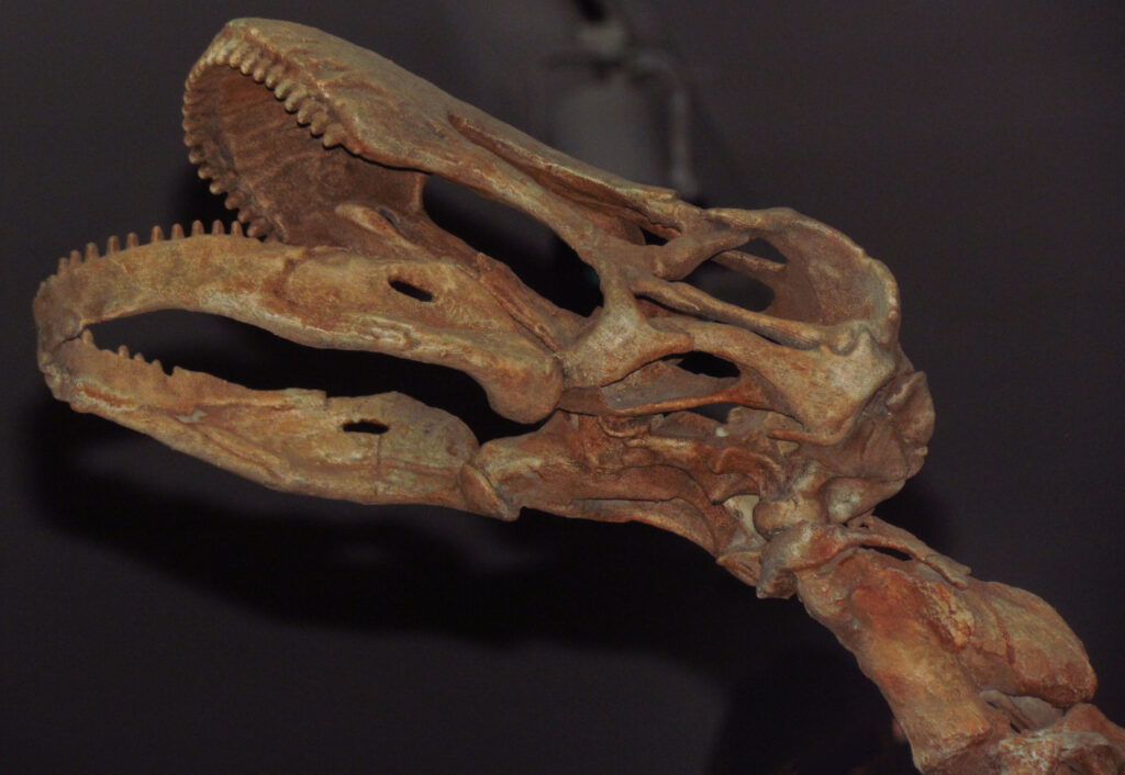 Close-up of a fossilized dinosaur skull with sharp teeth and intricate bone structure, set against a dark background, conveying a sense of history and wonder.