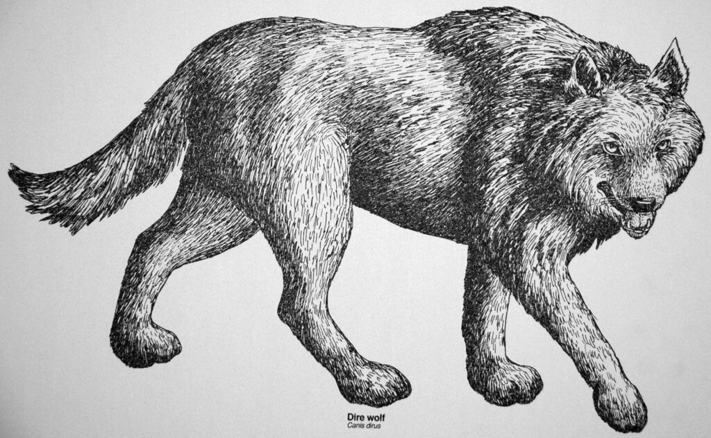 Illustration of a dire wolf, "Canis dirus," walking with a fierce expression. The detailed black ink drawing shows its textured fur and muscular build.