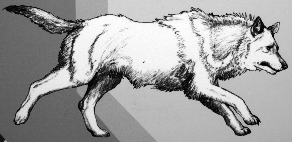 Illustration of a running wolf in profile. The detailed black-and-white sketch conveys dynamic movement, energy, and natural grace.
