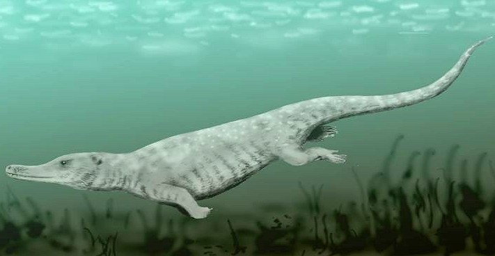 Remingtonocetus harudiniensis, an archaeocete whale from the Middle Eocene of India, pencil drawing, digital coloring