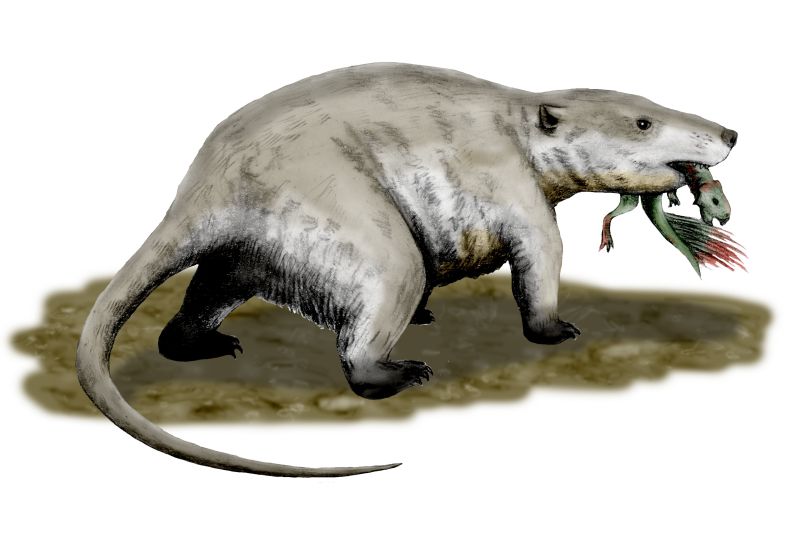Illustration of a large prehistoric mammal with grey fur, resembling an otter, holding a small dinosaur in its mouth against a plain background.