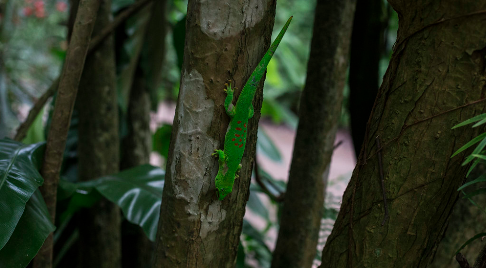 Reptile on a tree