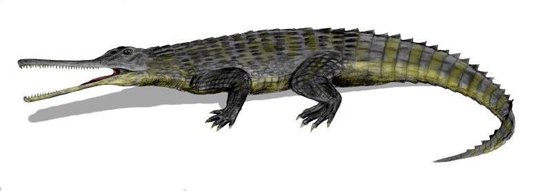 Rutiodon carolinensis, a phytosaur from the Late Triassic of North America, pencil drawing, digital coloring