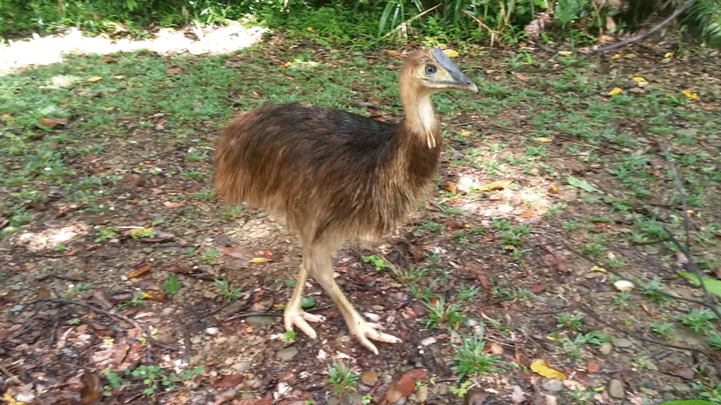 A young, brown-feathered cassowary stands on a grassy and leaf-strewn ground in a lush, sunlit forest, appearing curious and alert.