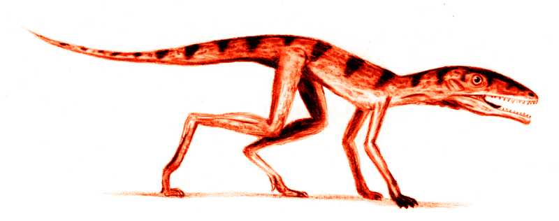 Illustration of a slender, red-toned four-legged reptile with a long striped tail, sharp teeth, and large eyes. The creature appears dynamic and alert.