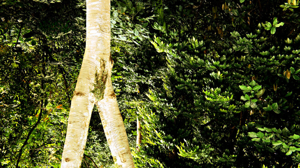 Close-up of a sunlit tree trunk with textured bark, surrounded by dense, lush green foliage, conveying a sense of tranquility and natural beauty.