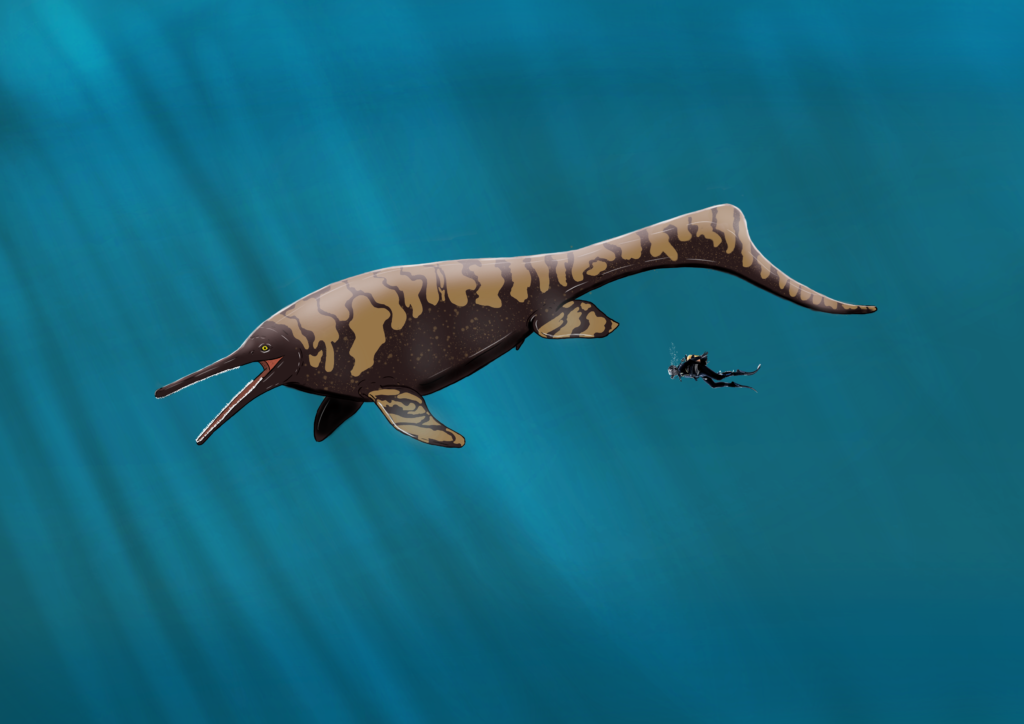 An ichthyosaur swims gracefully in deep blue water, dwarfing a nearby scuba diver. Sunlight streams create a serene, prehistoric ocean scene.
