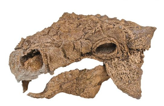 Skull of Zuul