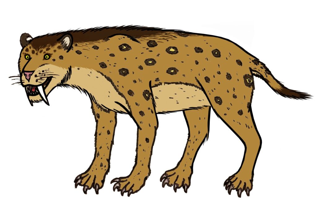 Illustration of a saber-toothed cat with a tawny coat and dark spots. It has prominent fangs, a fierce expression, and a bushy tail.