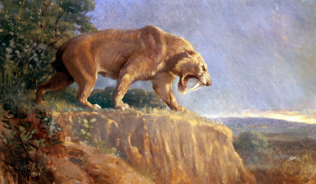 Painting of a saber-toothed cat on a cliff, growling with exposed fangs. The scene is bathed in sunset light, evoking a dramatic and tense atmosphere.
