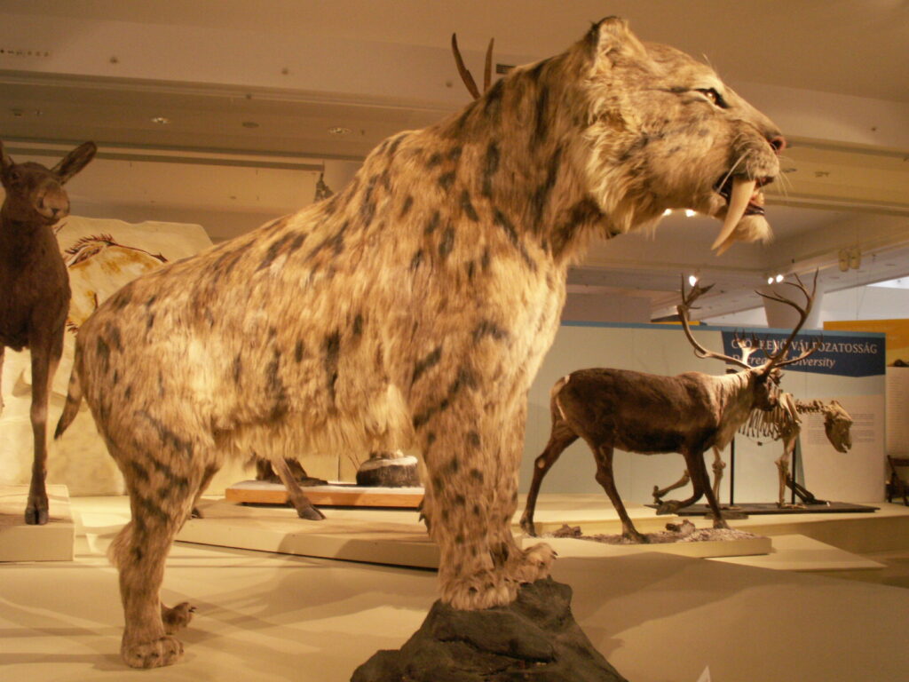 Exhibit of a saber-toothed cat with a realistic, fierce expression. Background includes other prehistoric animal replicas and skeletons in a dimly lit museum.