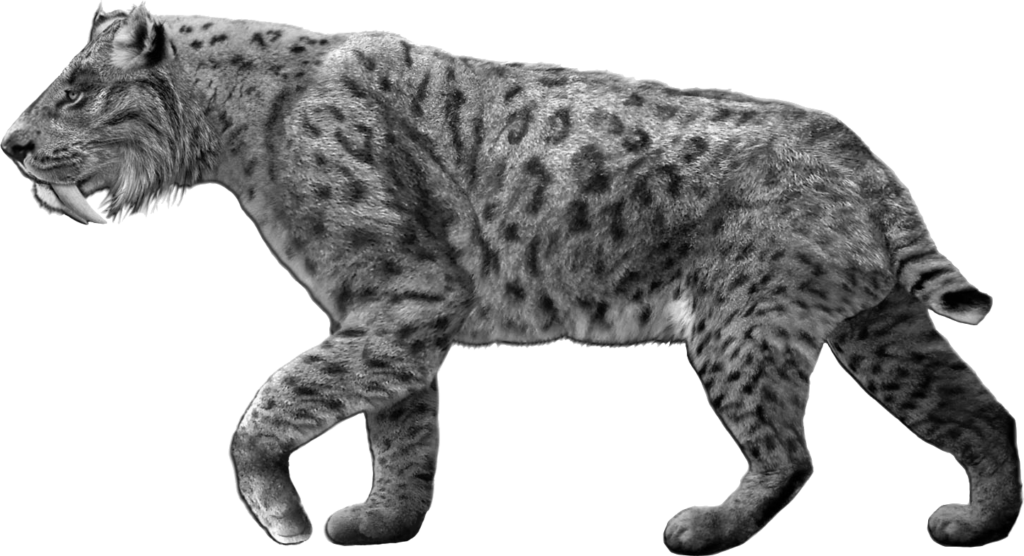 A roaring sabertooth tiger with vivid, dark spots and long canines walks confidently. Its fur is textured, conveying a sense of power and majesty.