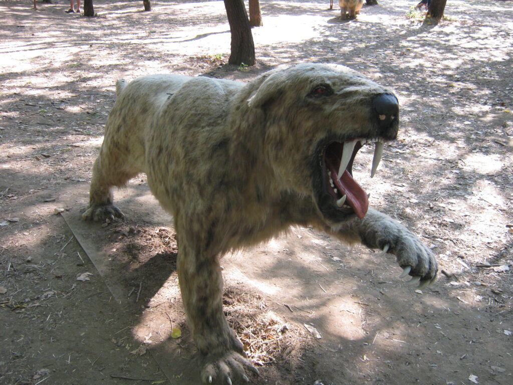 A realistic sculpture of a saber-toothed tiger stands in a wooded area. It has an open mouth and prominent fangs, conveying a fierce and wild appearance.