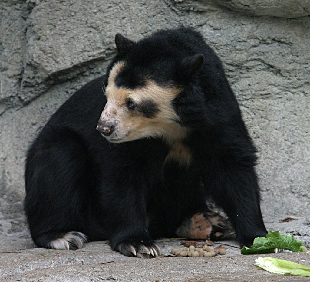 Andean bear sitting against a rocky backdrop, looking to the side. Its thick black fur contrasts with tan facial markings. Nearby are leaves and food pellets.
